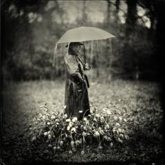 tears for tulips